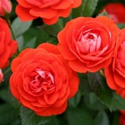 Heirloom Roses - Veranda Brilliant Floribunda Rose Plant - One Gallon Orange Rose Bush For Planting