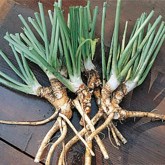 Horseradish Hybrid Dormant Bare Root Starter Vegetable Root (5-Pack)