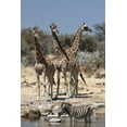 thumbnail image 2 of Young, Bill 13x18 Black Ornate Wood Framed with Double Matting Museum Art Print Titled - Giraffe and zebra at water, Etosha NP, Namibia, 2 of 4