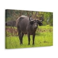 thumbnail image 2 of Majestic Water Buffalo Art Majestic Water Buffalo Print Animal Wall Art Wildlife Canvas Prints Wall Art Ready to Hang Unframed, 2 of 18