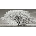 thumbnail image 2 of Krahmer, Frank 18x11 White Modern Wood Framed Museum Art Print Titled - Lime tree with frost, Bavaria, Germany, 2 of 4