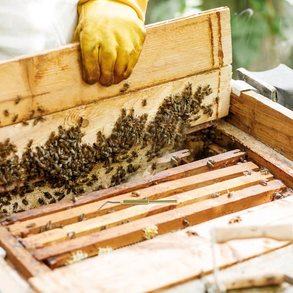 RUNROTOO 2Ud Herramienta Para Trasplante De Abejas Con Mango Ergonómico En Aluminio Amarillo Para Apicultura En Casa