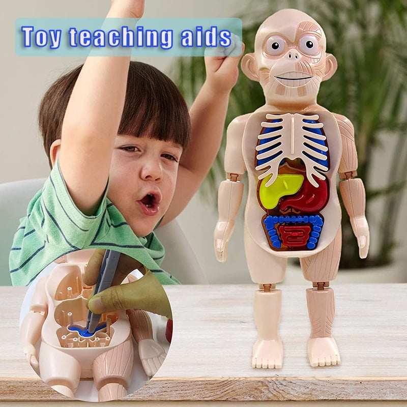 Human Organ Model Set DIY Assemble Human Anatomy Model Removable