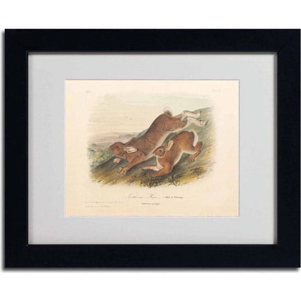 Trademark Fine Art "Northern Hare" Canvas Art by John James Audubon, Black Frame