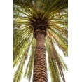 thumbnail image 2 of Bibikow, Walter 11x14 White Modern Wood Framed Museum Art Print Titled - Canary Islands-Tenerife Island-Masca-palm tree, 2 of 4