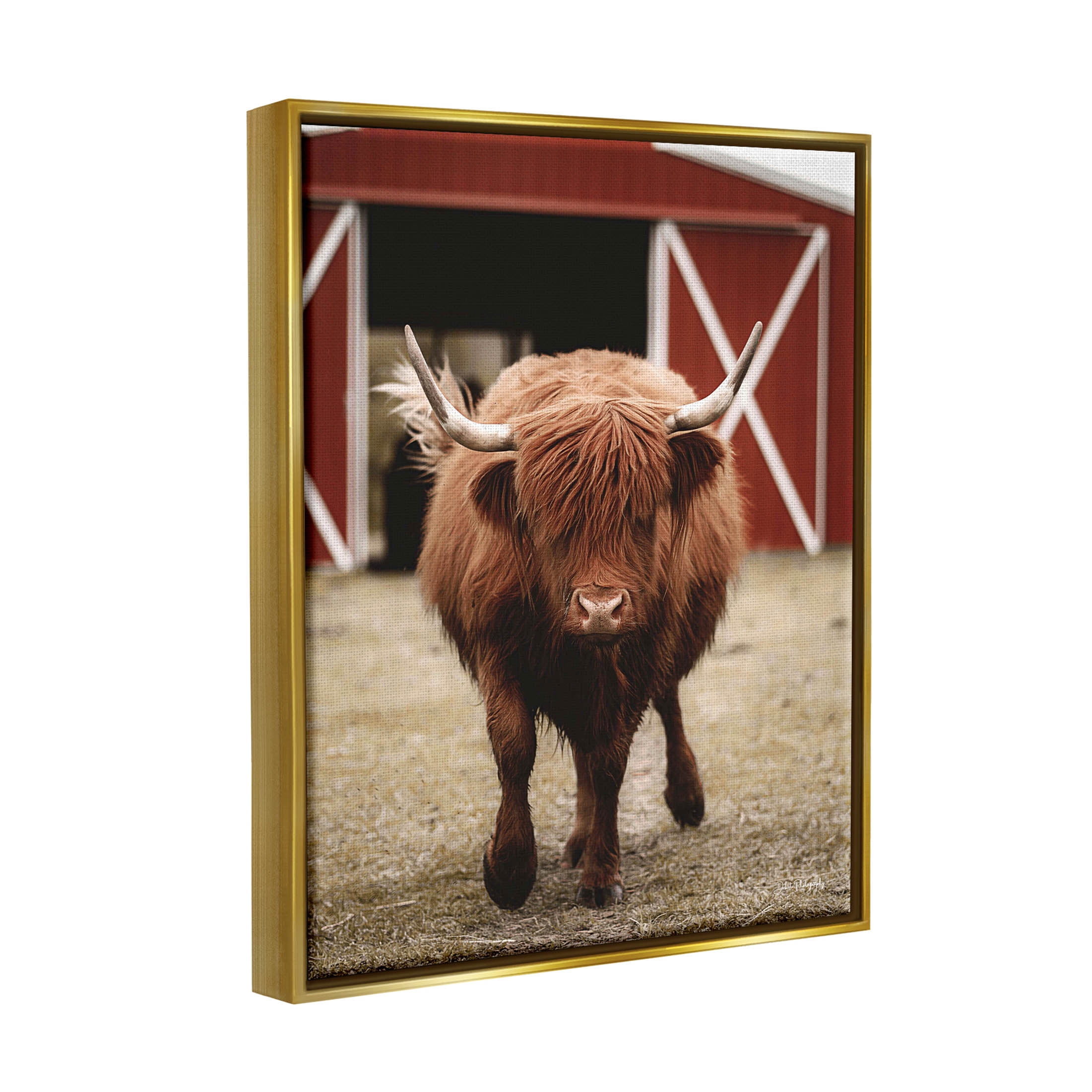 Stupell Industries Trotting Highland Cattle Bold Red Barn Photograph Metallic Gold Floating Framed Canvas Print Wall Art, Design by Dakota Diener