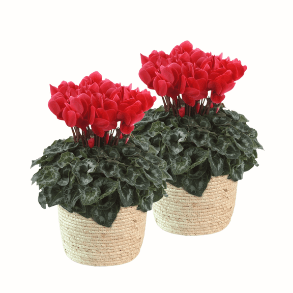Set 2 Red Cyclamen Plant Live, Potted in 4 Inches Pot, Vibrant Red Flowers, Cyclamen Flowers for Home and Office Decoration, Christmas Display