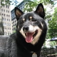 thumbnail image 3 of Collar - Negro - Mediano - Original Snickers Collar MFZFUKR CPB-US-YY247-1, 3 of 5