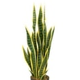 thumbnail image 3 of Northlight Real Touch™️ Artificial Potted Striped Leaf Dracaena Snake Plant - 29", 3 of 9