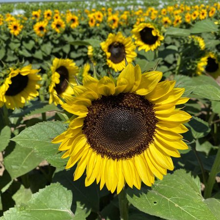 Sunflower Seeds - ProCut Brilliance - Packet - Yellow Flower Seeds, Hybrid Seed Attracts Bees, Attracts Butterflies, Attracts Hummingbirds, Attracts Pollinators, Easy to Grow & Maintain, Edible