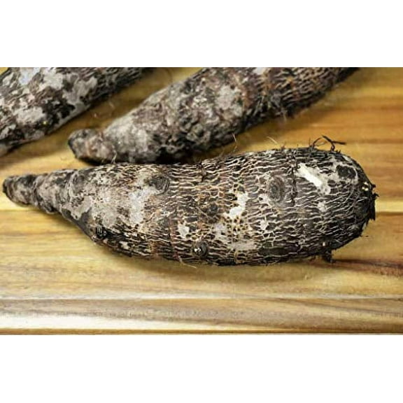 1 Jumbo Elephant Ear Bulbs (Malanga Blanca) Tropical Plant 11-13