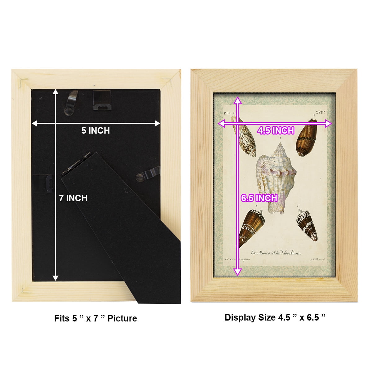 Bookplate Shells IV - Framed Print w/glass - Natural Wood
