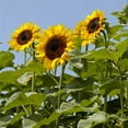 thumbnail image 5 of 20 pcs sunflower seeds giant sunflower rare flower seeds for home garden planting sunflower seed birds, 5 of 5
