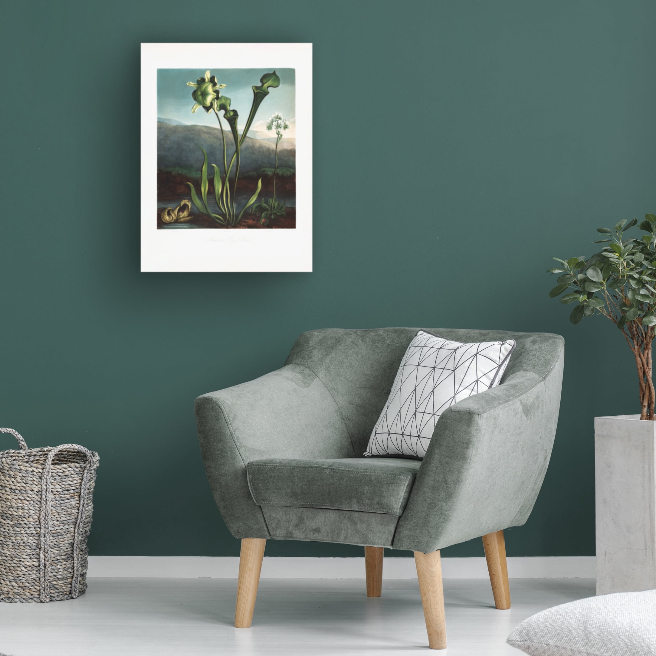 Trademark Fine Art Pictufy American Bog Plants from The Temple of Flora 1807 Canvas Wall Art
