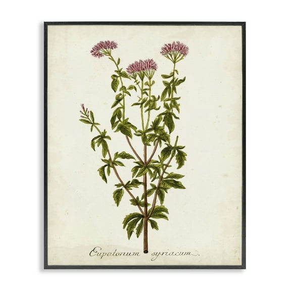 Stupell Industries Scientific Flower Study Botanical & Floral Painting Black Framed Art Print Wall Art, 11 x 14