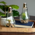 thumbnail image 2 of Edison Light Up Succulent Garden Terrariums, Set of 2, Clear Glass, Pebbles, Plastic and LED Blub, Push-Button On/Off Switch, 9 Inches, Batteries Included, 2 of 9