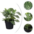 thumbnail image 4 of Plantas en maceta de plástico artificiales para interiores y exteriores, decoración de Fittonia falsa de escritorio, 4 of 5