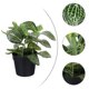 thumbnail image 2 of Fittonia artificial de escritorio para decoración de interiores y exteriores, plantas artificiales de plástico en maceta., 2 of 5