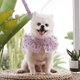 thumbnail image 4 of M Correa para perro, arnés de flores rosa estéreo transpirable, juego de correa para perro Gato, cachorro, 4 of 5