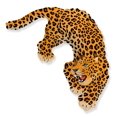 thumbnail image 1 of Globo Flexmetal 107 cm Leopardo Cheetah Mylar para Fiesta, 1 of 1