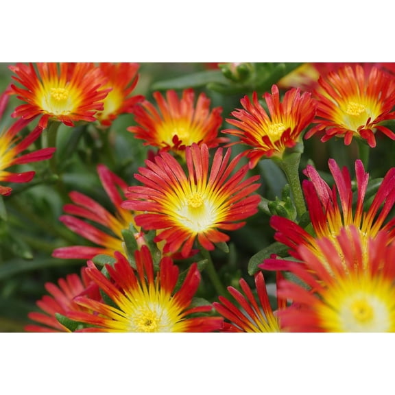 Fire Wonder Ice Plant- Perennial- Indoors or Out- Delosperma- Live Plant- Qt Pot