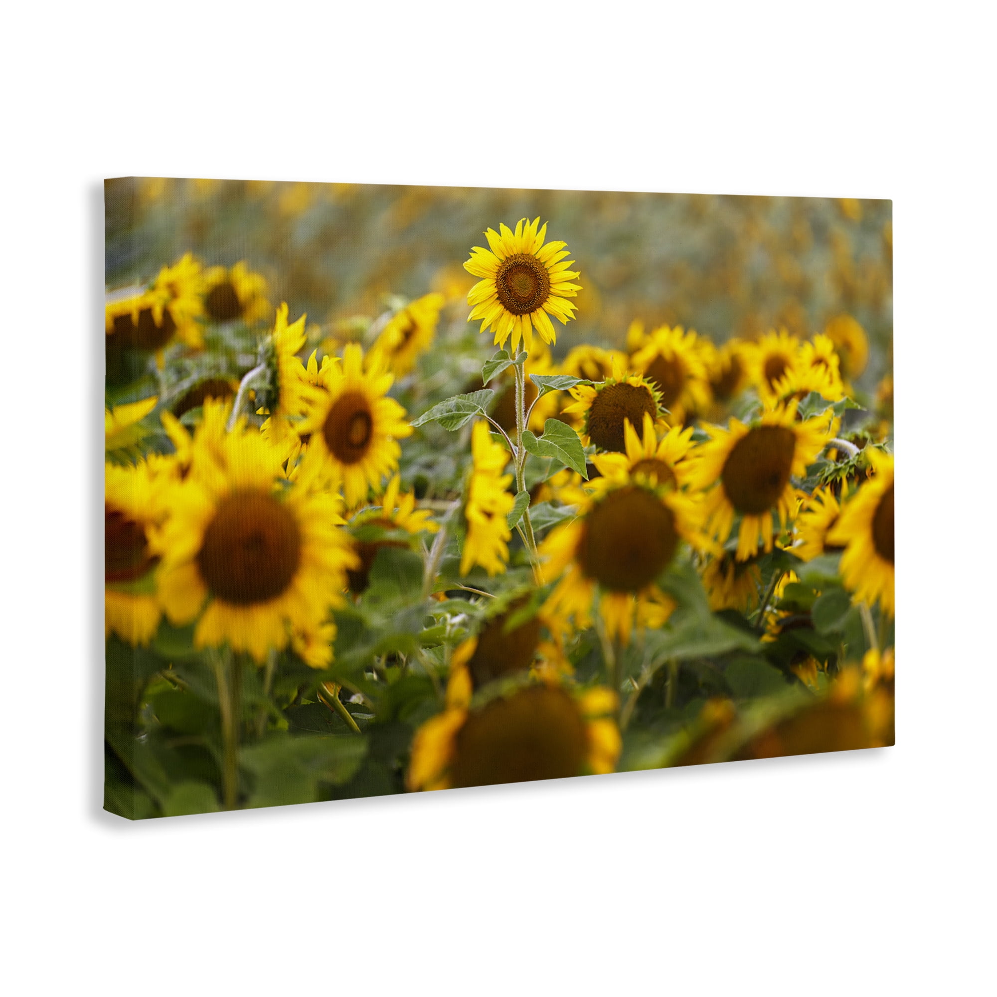 Central Sunflower in Meadow Canvas Wall Art, design by Andy Crawford