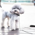 thumbnail image 2 of Dog Leash Chain 3mmX120cm Steel Leash Metal Dog Solid PU Leather Handle Silver, 2 of 5