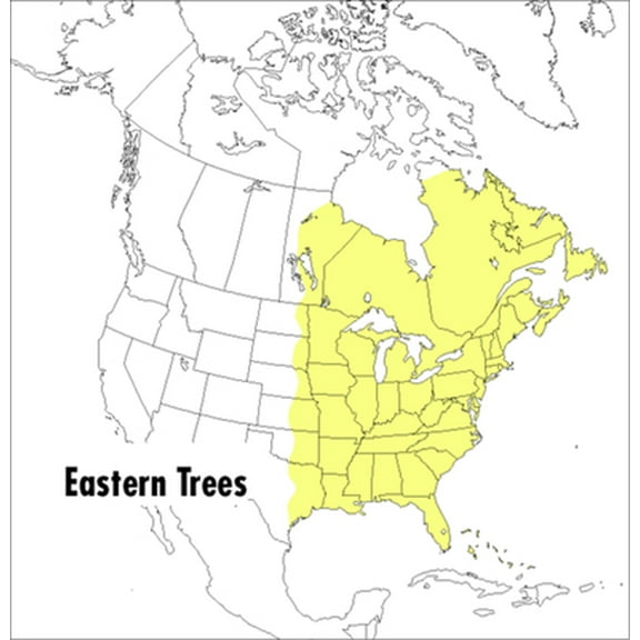 Pre-Owned A Peterson Field Guide to Eastern Trees: Eastern United States and Canada, Including the Midwest (Paperback) 0395904552 9780395904558