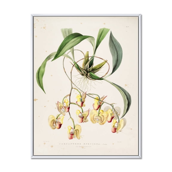 Designart 'Blossoming Vintage Flower I' Traditional Framed Canvas Wall Art Print