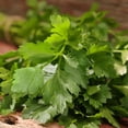 thumbnail image 2 of Proven Winners 4" Flat Leaf Parsley Parsley Live Herb Plant in 4.25" Pot (4 Count), 2 of 8