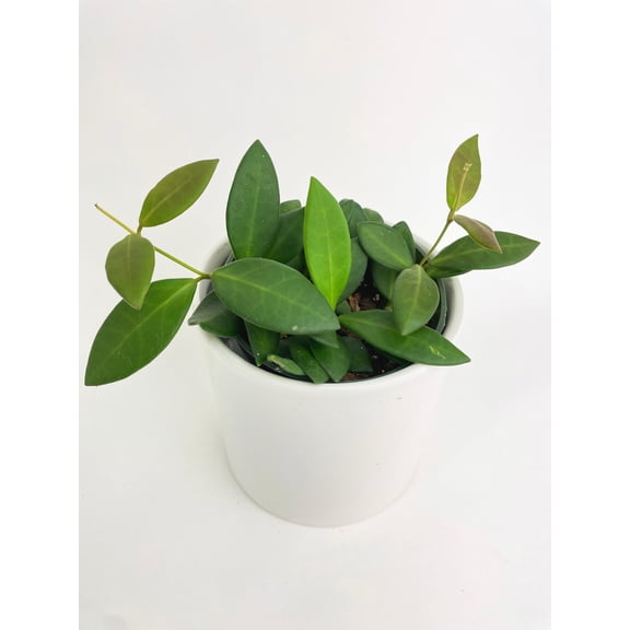 Bumble Plants Hoya Bilobata Sub Burtoniae - Full Live Colorful Houseplant in Nursery Pot, Easy Care, Indoor Plant for Beginners