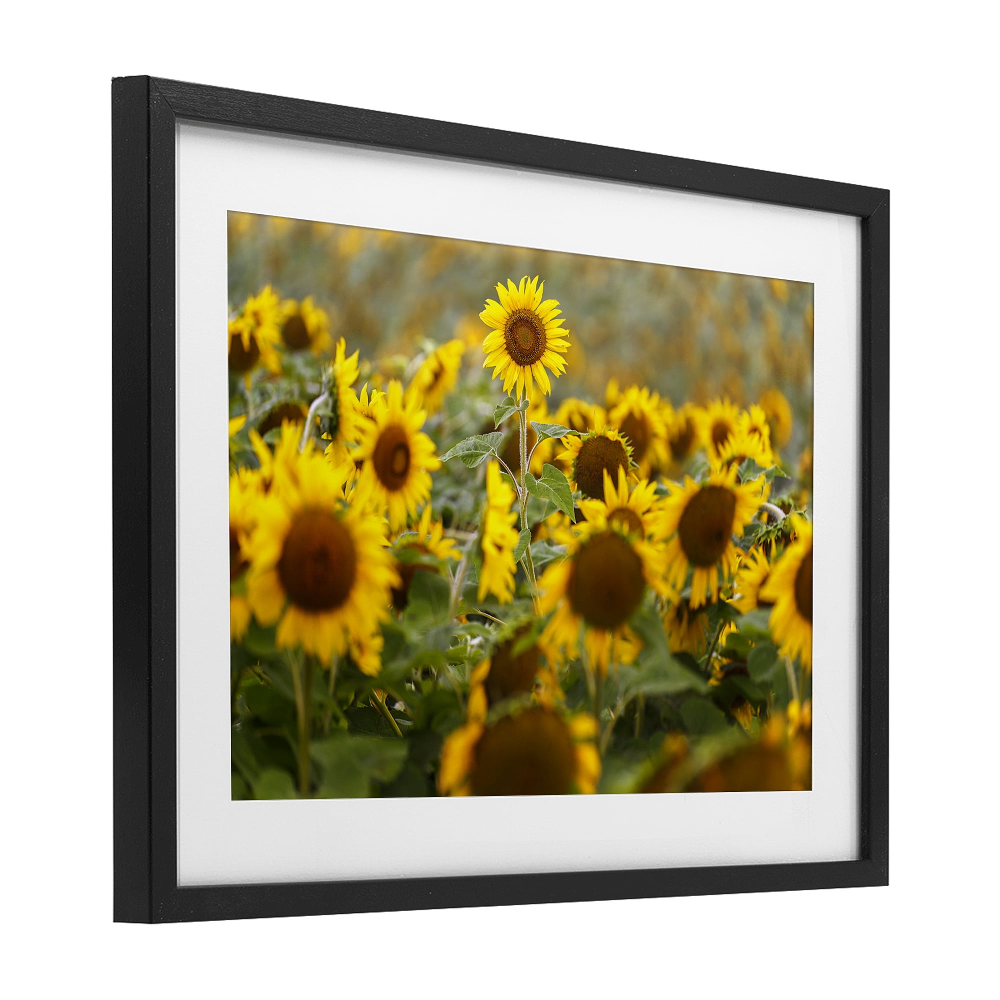 Central Sunflower in Meadow Black Framed Print Under Glass, design by Andy Crawford