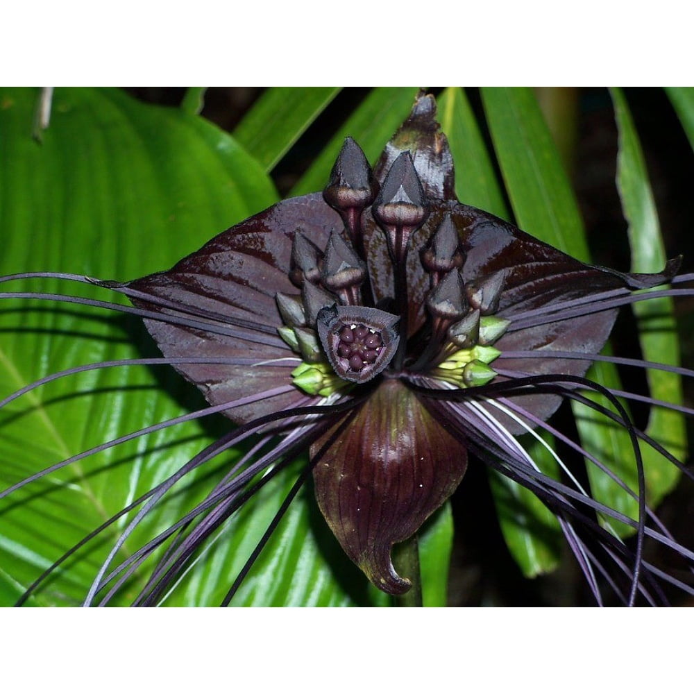 Rare Black Bat Plant Tacca chanterii Exotic Houseplant