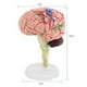 thumbnail image 1 of Cerebro humano, modelo médico humano anatómico desmontado de 1 pieza, modelo de cerebro fiel a su promesa Jadeshay A, 1 of 8