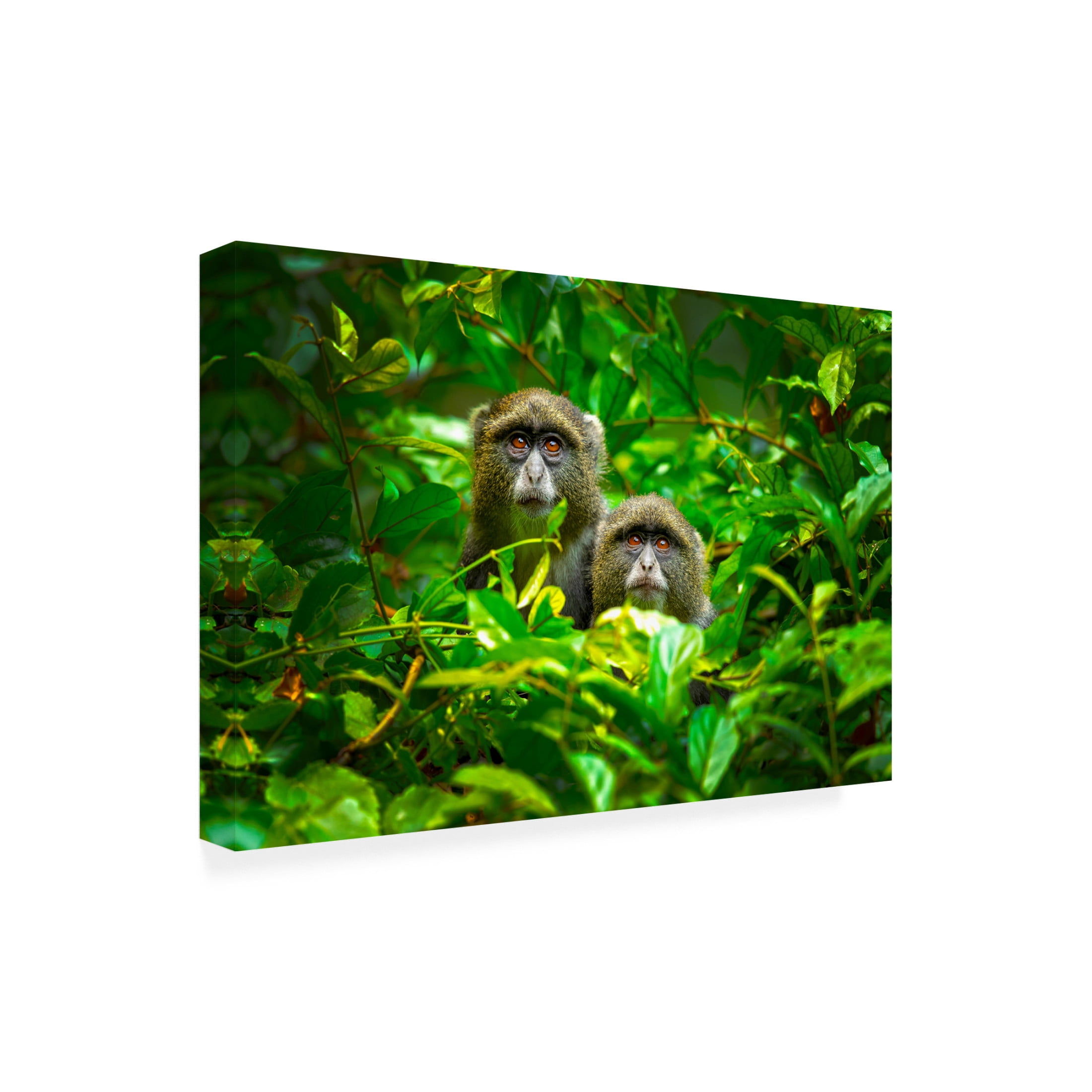 Canvas Wall Art - Milan Zygmunt 'Blue Monkey' Wall Art for Living Room, Bedroom, or Office D?cor by Trademark Fine Art - 24 x 16 Inches