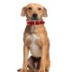 thumbnail image 5 of Collar de perro pesado clásico Collar de perro impermeable a prueba de olores, 5 of 5