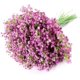 thumbnail image 1 of Nvzi Ramos de flores artificiales de Gypsophila morada, 7 unidades, tacto real, para bodas, fiestas, decoración del hogar., 1 of 5