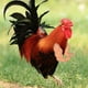 thumbnail image 2 of Mascotas, Brazos De Pollo, Decoración Divertida, Juguetes Decorativos Divertidos Para Aves De Corral Serendint HA045336-02, 2 of 6