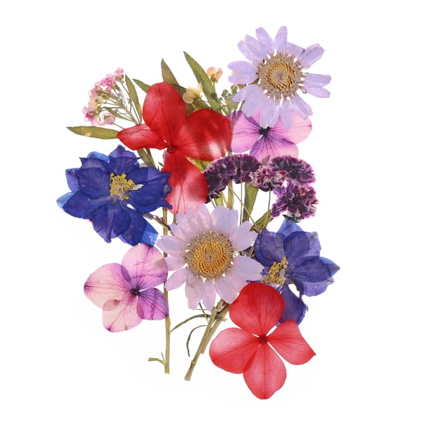 Flores prensadas secas, hojas florales reales secas para manualidades de bricolaje multicolor