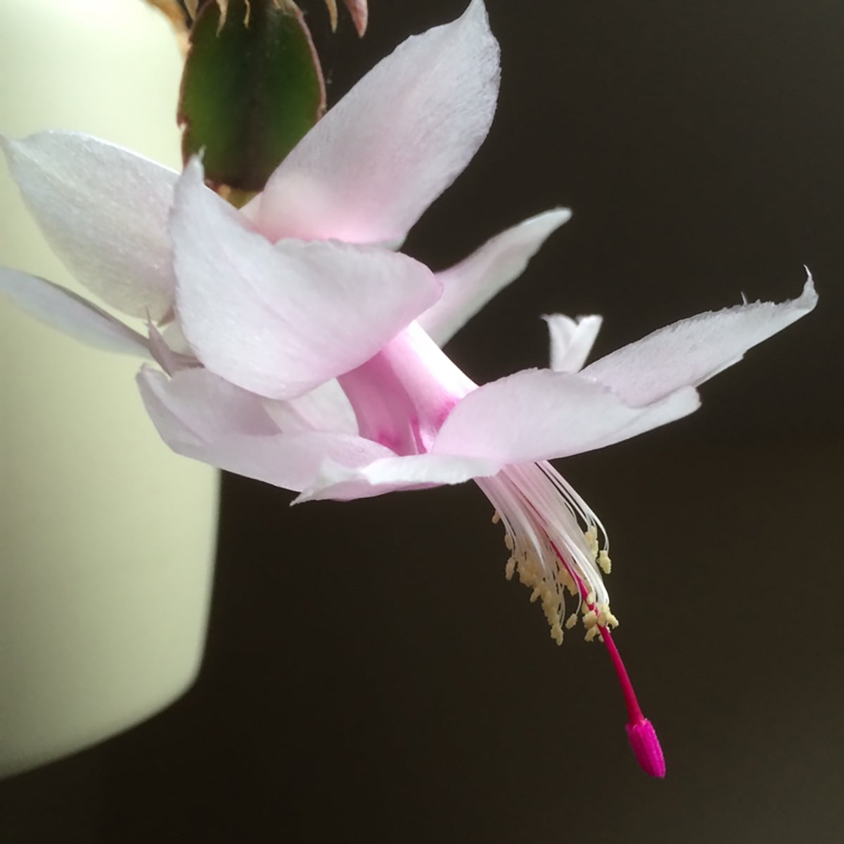 My Image 33