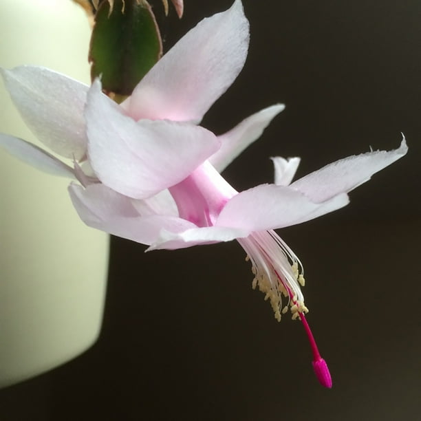 Super Sale Melissa White Christmas Cactus Plant Zygocactus 2 Pot Walmart Com Walmart Com