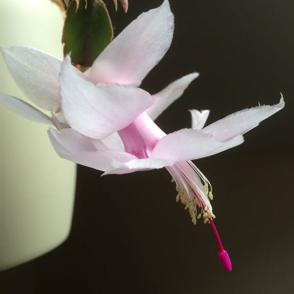 Melissa White Christmas Cactus Plant - Zygocactus - 2" Pot