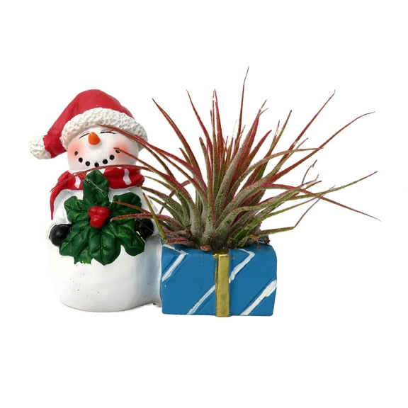 Ceramic Snowman with a Santa Hat Planter plus Live Air Plant - Tillandsia