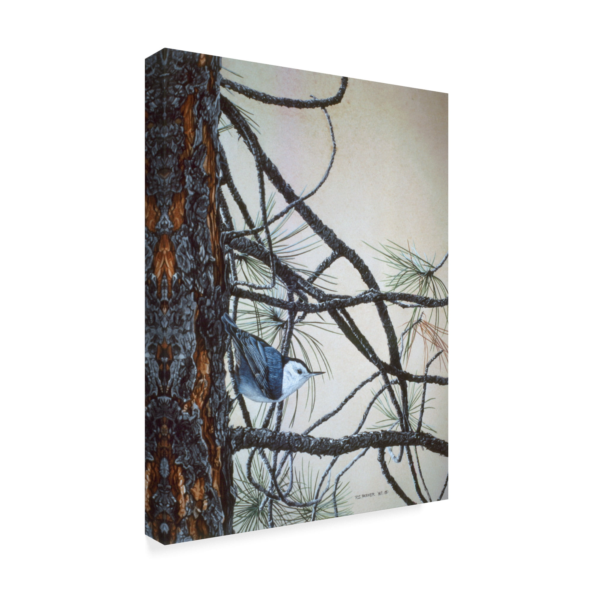 Trademark Fine Art 'White Breasted Nuthatch' Canvas Art by Ron Parker