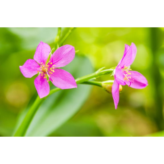 150 FAME FLOWER Jewels of Opar Talinum Paniculatum Portulaca Patens Fameflower Vegetable Leaf Seeds