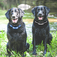 thumbnail image 5 of Dog Collar Straps, Classic Dog Collar Straps for Small, Medium and Large Dogs of All Breeds, 5 of 5
