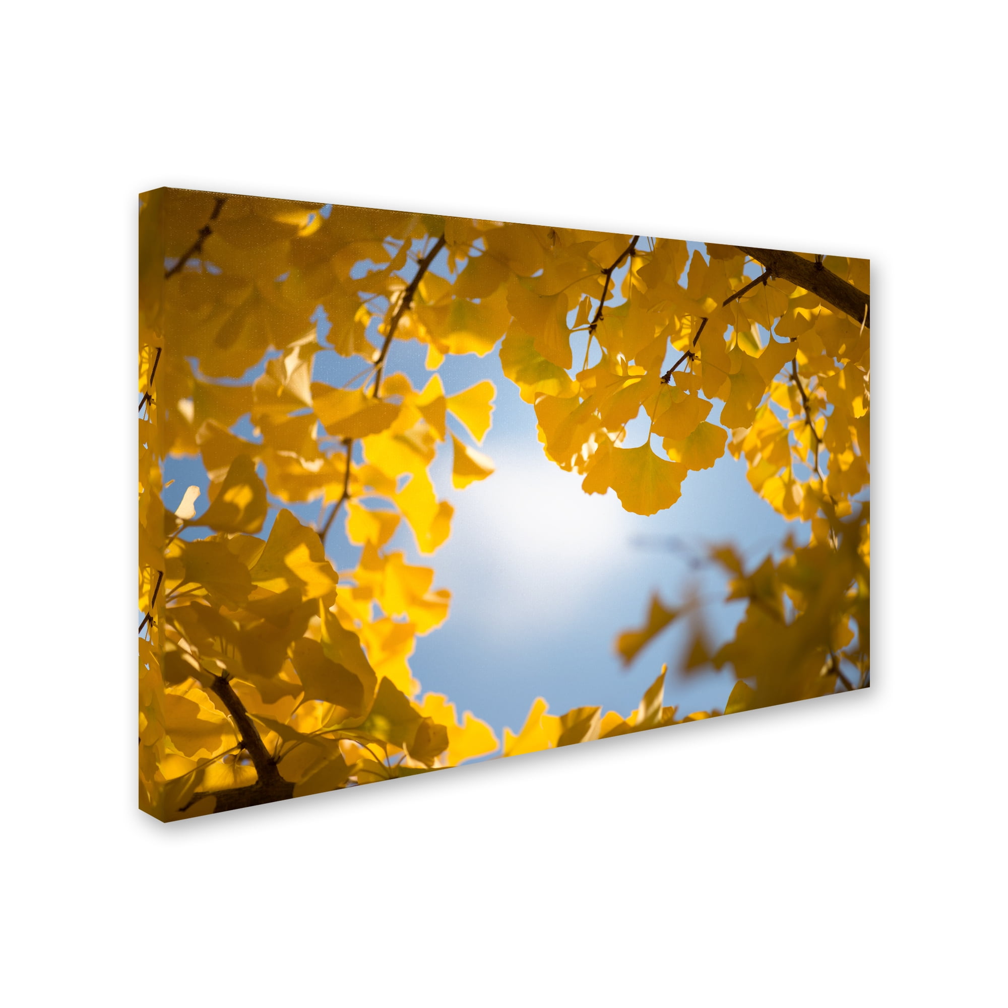 Trademark Fine Art "Ginkgo Leaves in Autumn" Canvas Art by Philippe Sainte-Laudy