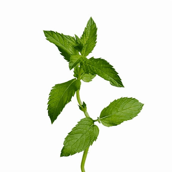 edn SmallGarden Mint SeedPods - 10 Pack