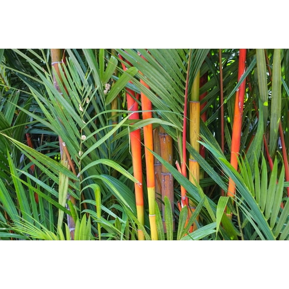 25 Red Dragon Bamboo Seeds – Fast-Growing Ornamental Bamboo for Privacy Screens & Exotic Landscaping – Outdoor Garden & Large Pots