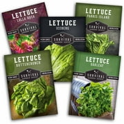 5 Packs Lettuce Collection - Buttercrunch Oakleaf Lolla Rosa Parris Island Iceberg - Non-GMO Heirloom Full Sun Seeds